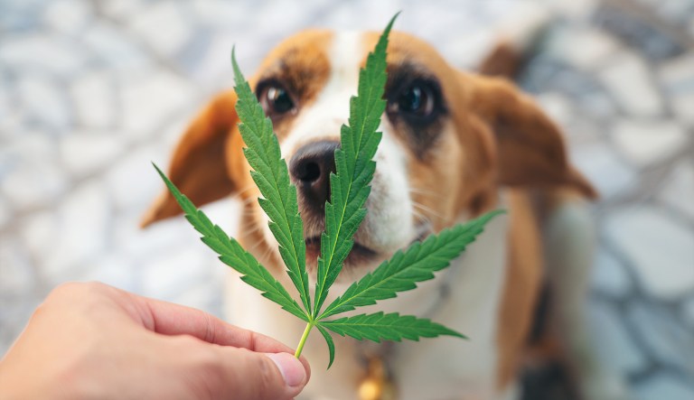 Sick as a dog: Pets fall ill after eating discarded marijuana