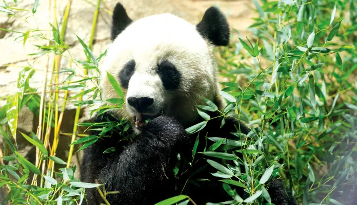 The end of panda diplomacy