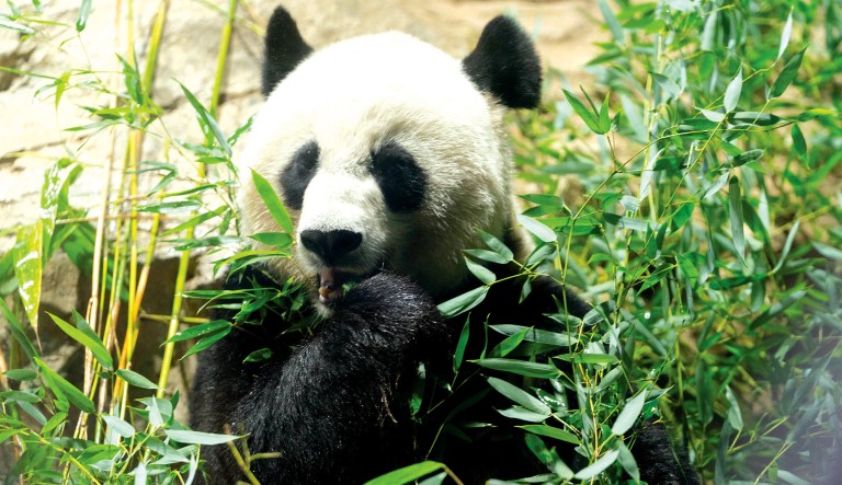 Not panda-less for long: Xi Jinping hints China will send more giant pandas to US zoos