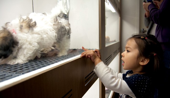 No more doggies in the window?