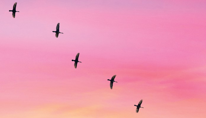 The diminishing of the birds