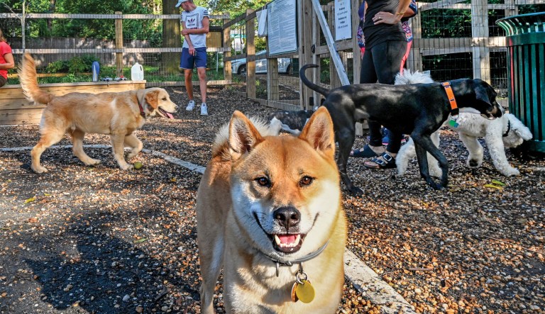 America’s most prestigious dog park
