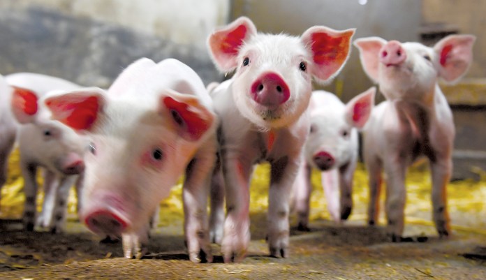Eat like a pig