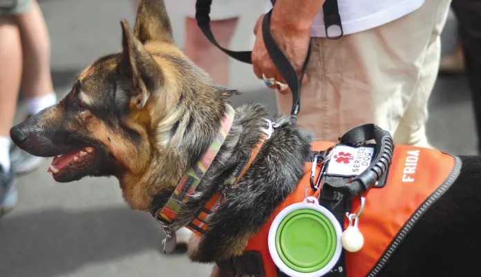 No, that’s not a service animal