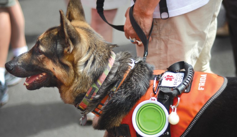 No, that’s not a service animal