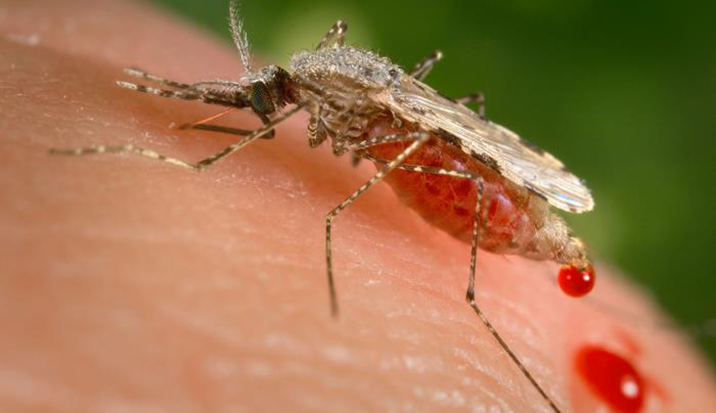 FDA changes guidance on testing blood donations for Zika