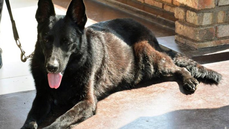 Canine draws congressional attention to landmine casualties