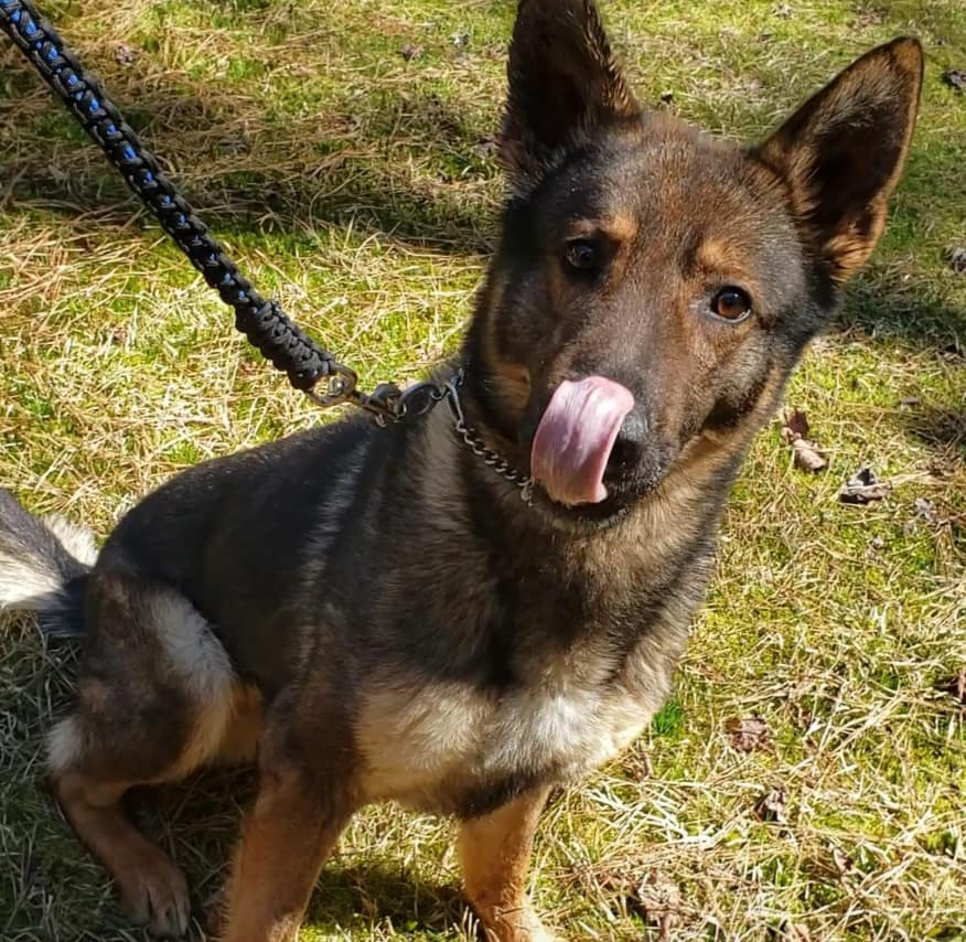 North Carolina officer resigns after video surfaced of him manhandling police K-9