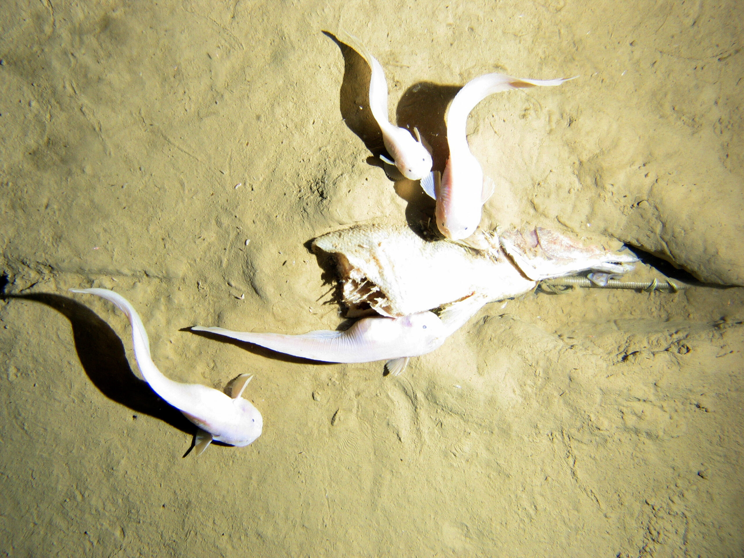 How deep can a fish go? Scientists may have answer