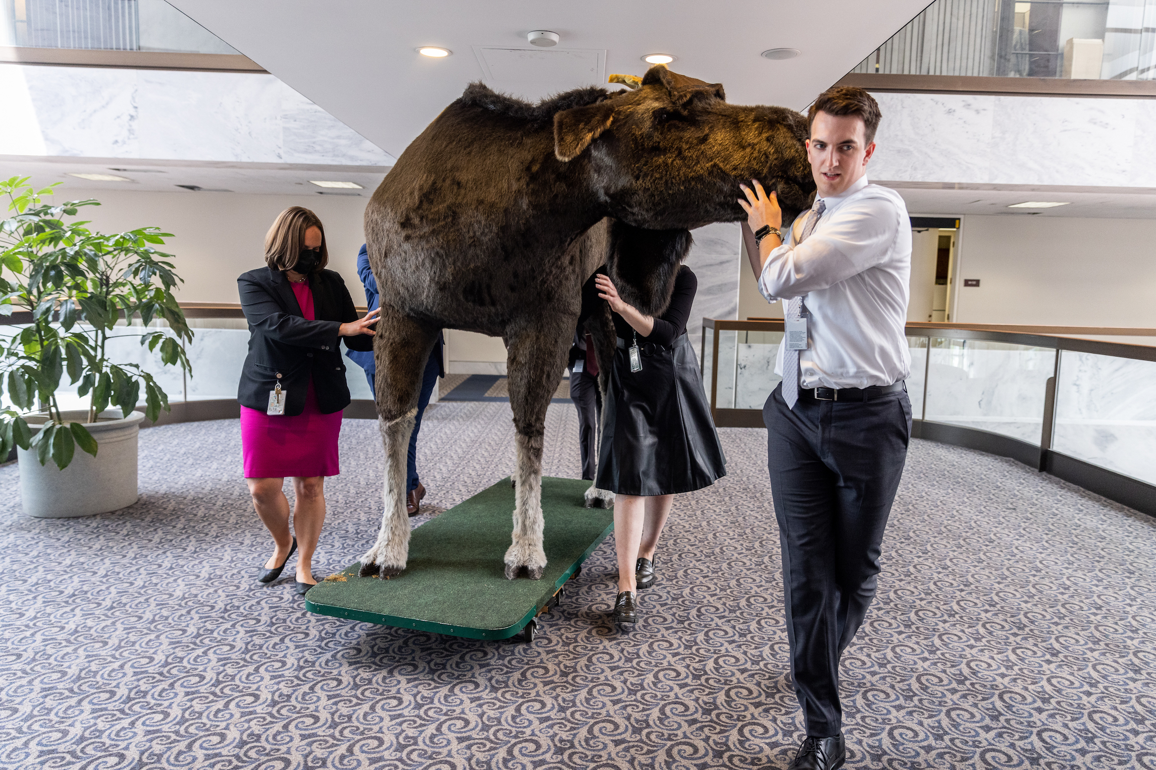 Staff members from SenatorShaheen's (D-NH) office move a stuffed moose through Hart Office Building on June 13, 2023 in Washington, DC. The stuffed moose named "Marty the Moose" and a stuffed bear named "Kodak the Bear" will be on display in  Shaheens office as part of the twelfth annual Experience New Hampshire event.