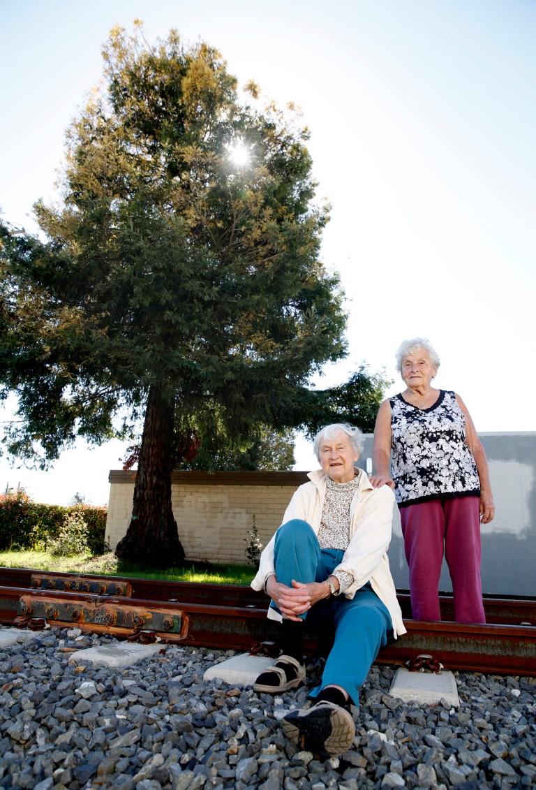 Rare redwood faces chopping block in California