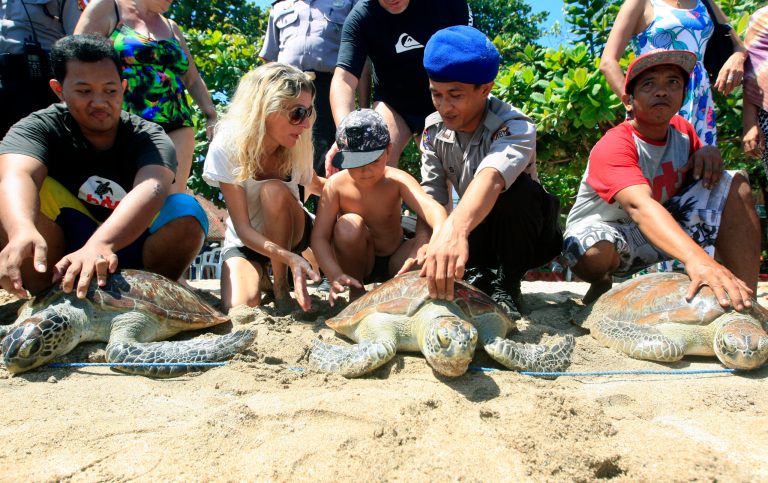 Image of Asia: Returning turtles to the sea