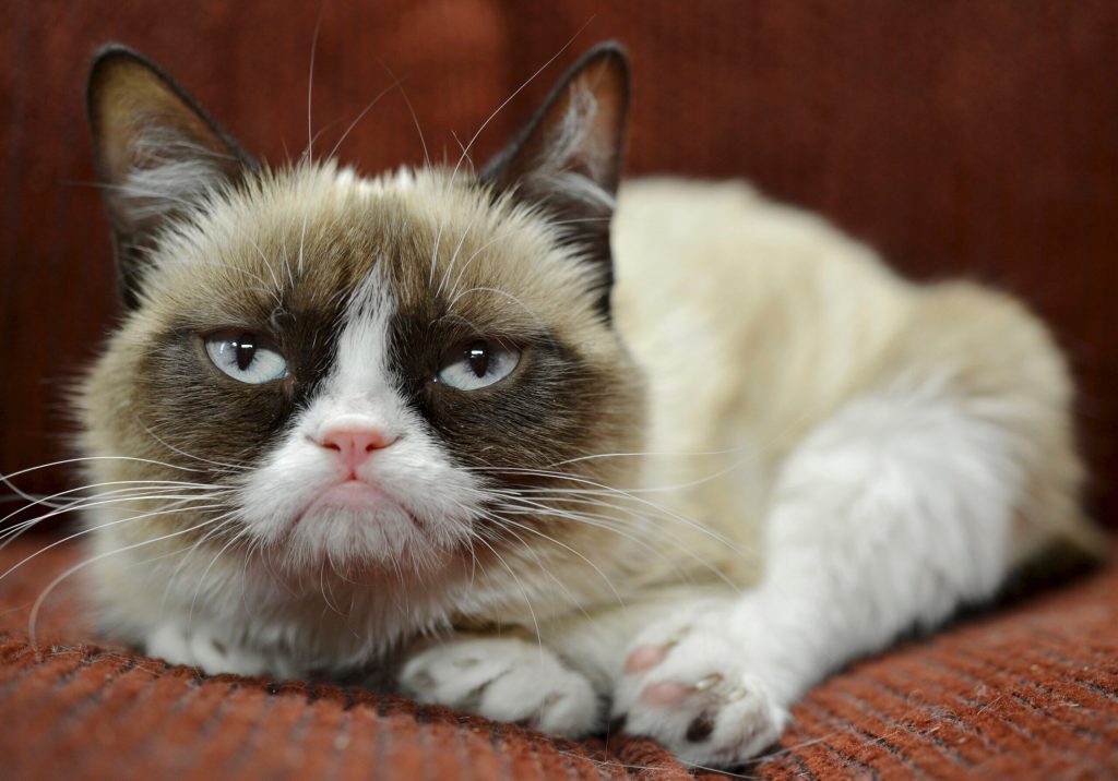 Inventor of Internet never expected so many cats