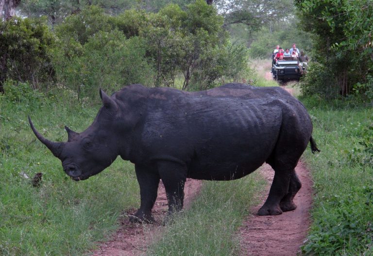 American philanthropist funds rhino protection