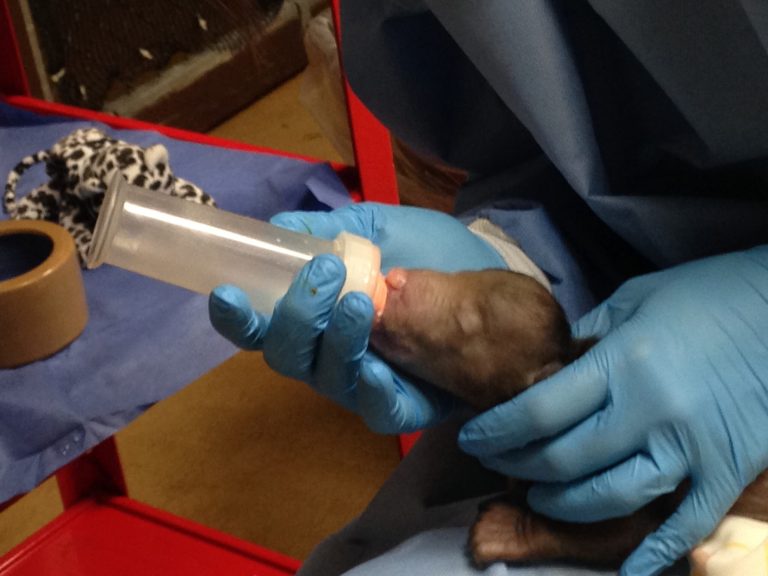 National Zoo saves sloth bear cub after 2 eaten