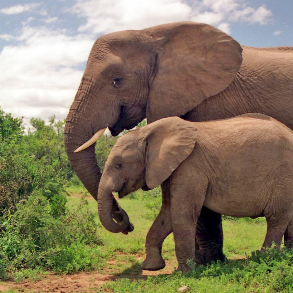 The Greatness of Elephants