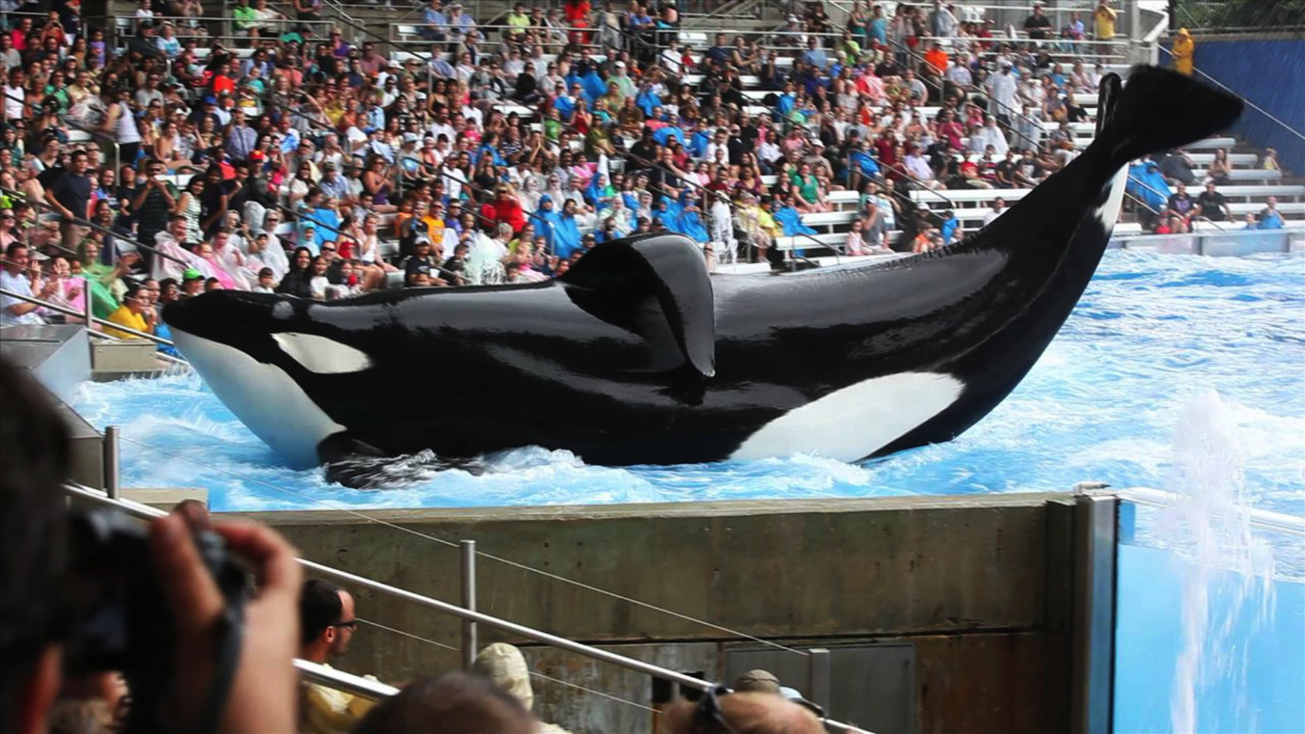 ‘Blackfish’ director denies SeaWorld’s allegations about Labor Department involvement