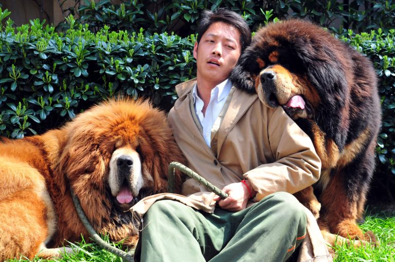 Chinese breeder sells 2 Tibetan mastiffs for $3M