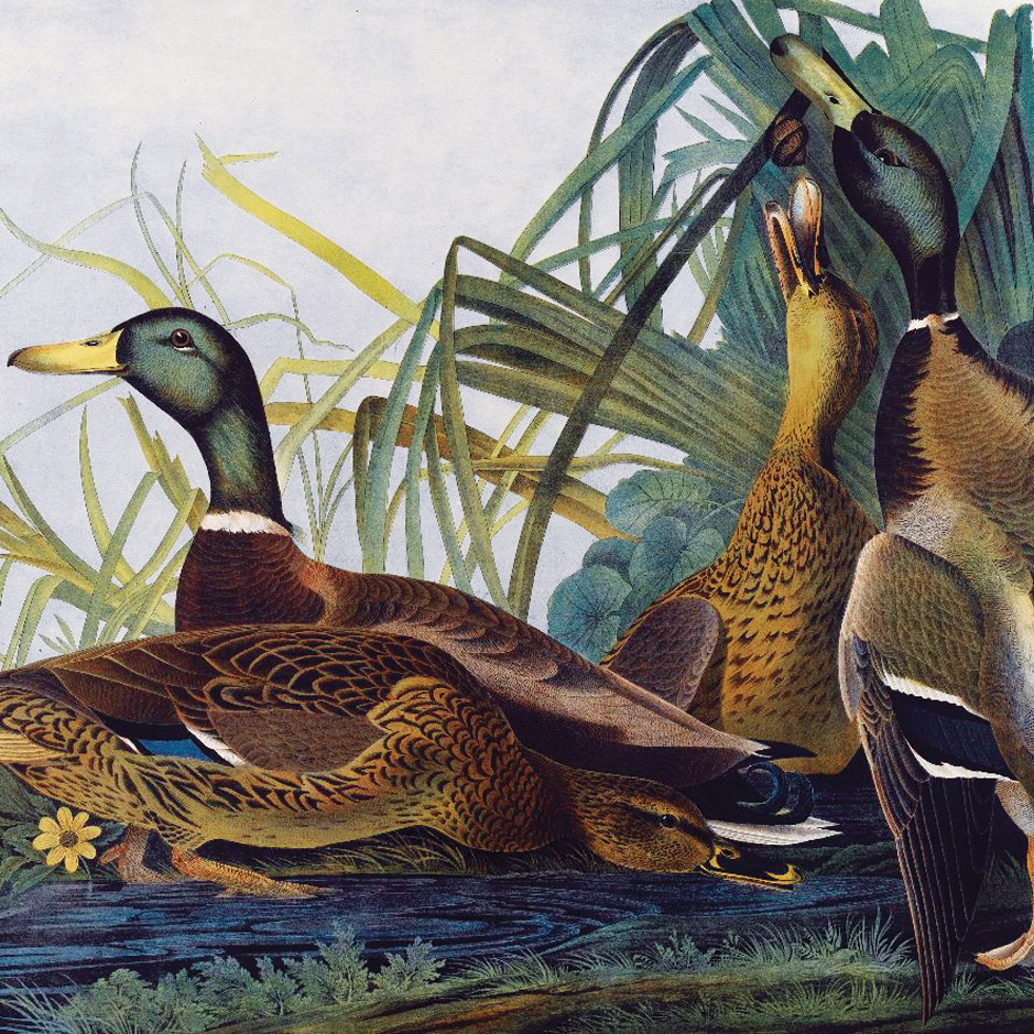 A Way to See the Birds