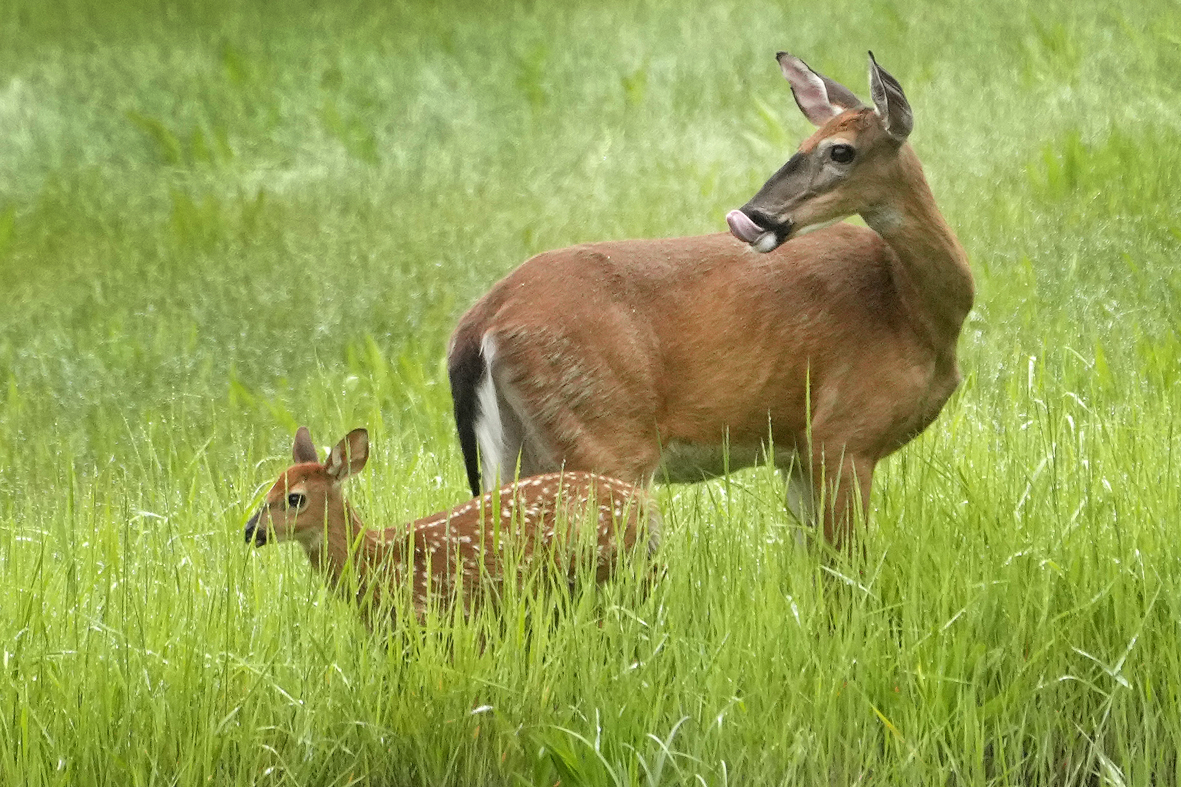 Wisconsin Republicans seek four-year ban on doe hunting over declining population