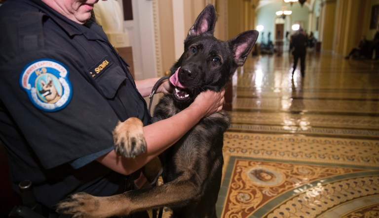 US animals now eligible for medal honoring wartime bravery