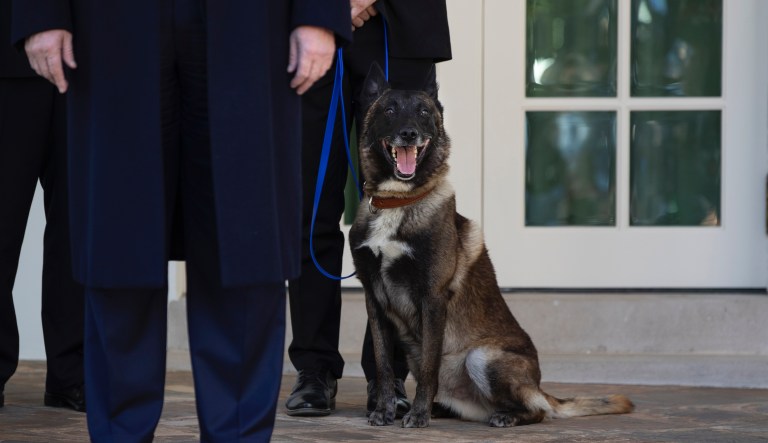 Twitter users smear Conan the hero dog to own Trump