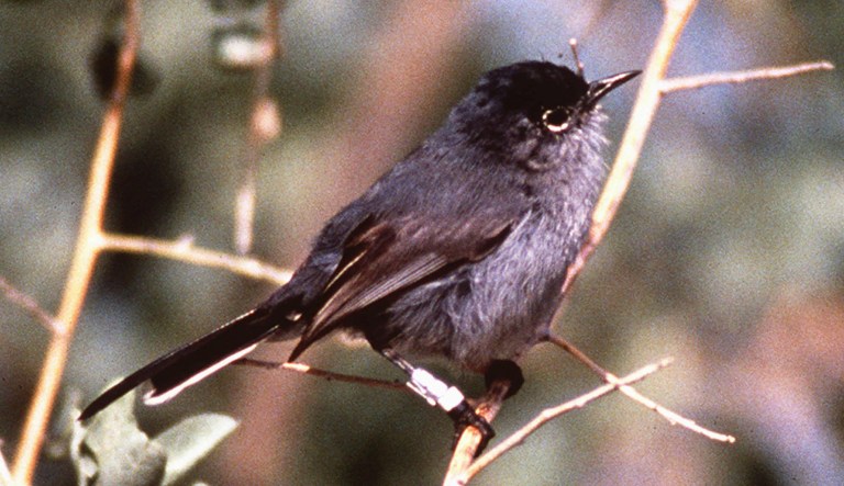 Endangered species law costing the economy hundreds of billions of dollars, says CEI