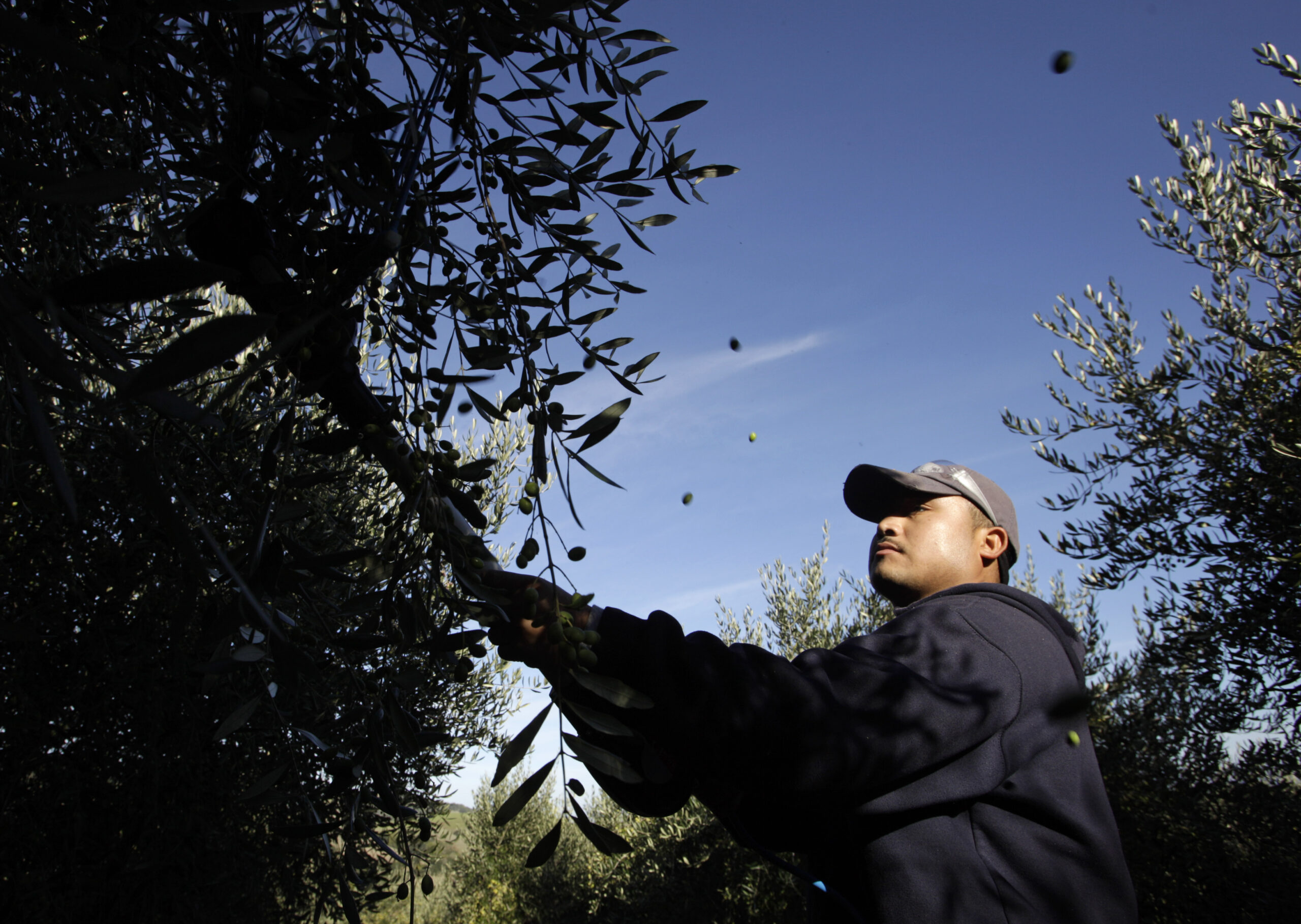 California’s olive trade case shows the right way to defend American agriculture