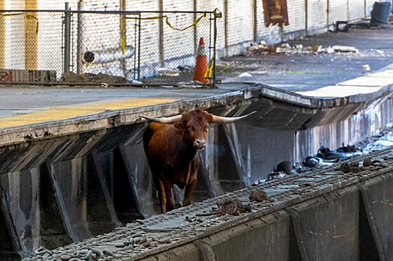 New Jersey trains delayed due to loose bull on the tracks