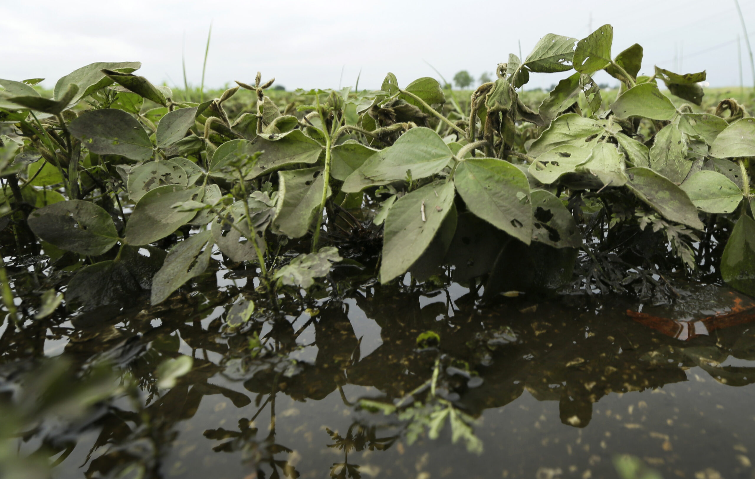 US farmers plant record soybean crop, less corn