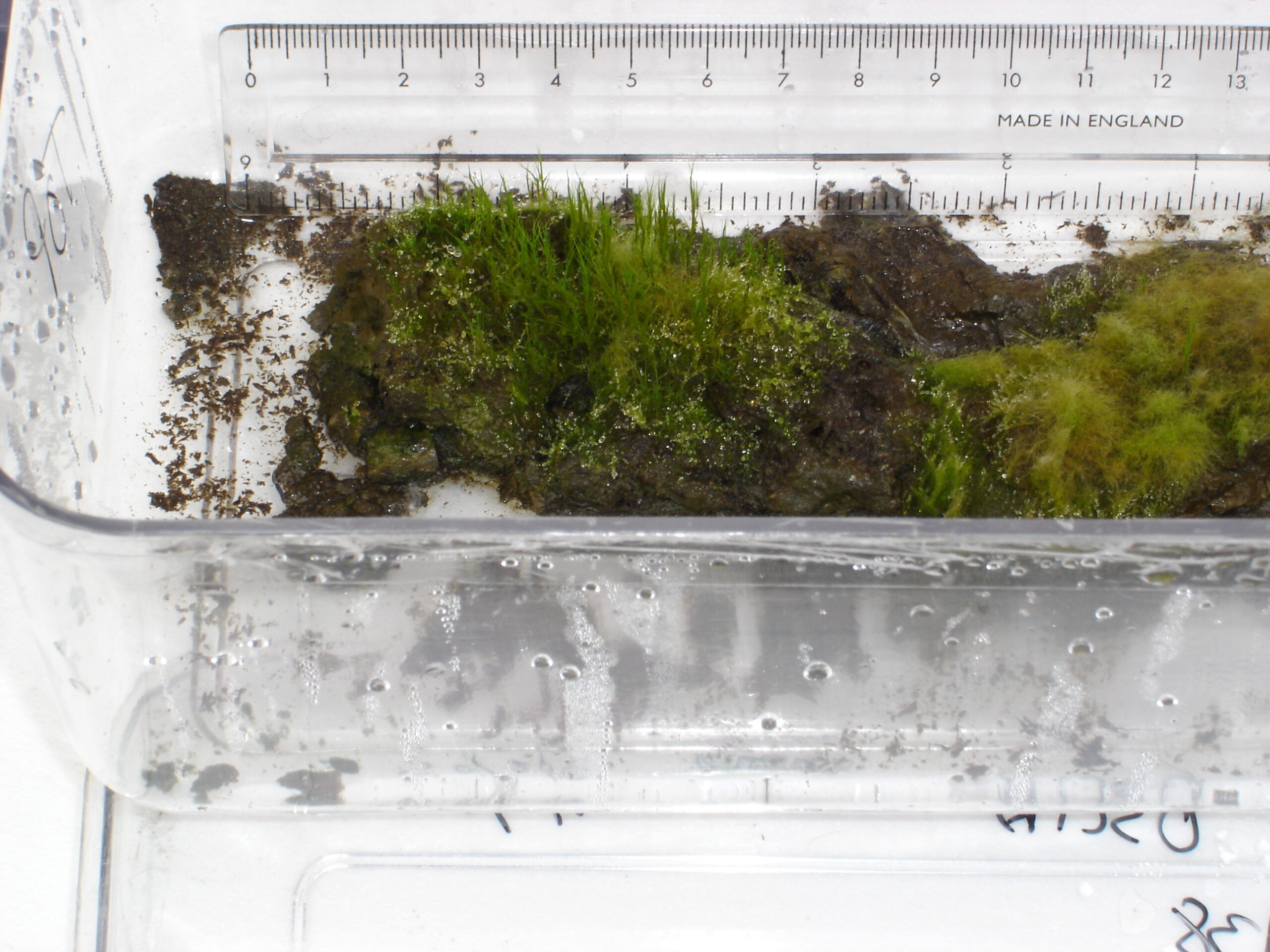 Frozen for 1,600 years, Antarctic moss revived