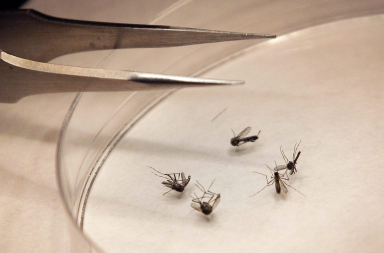 West Nile virus threat for summer in Texas unknown