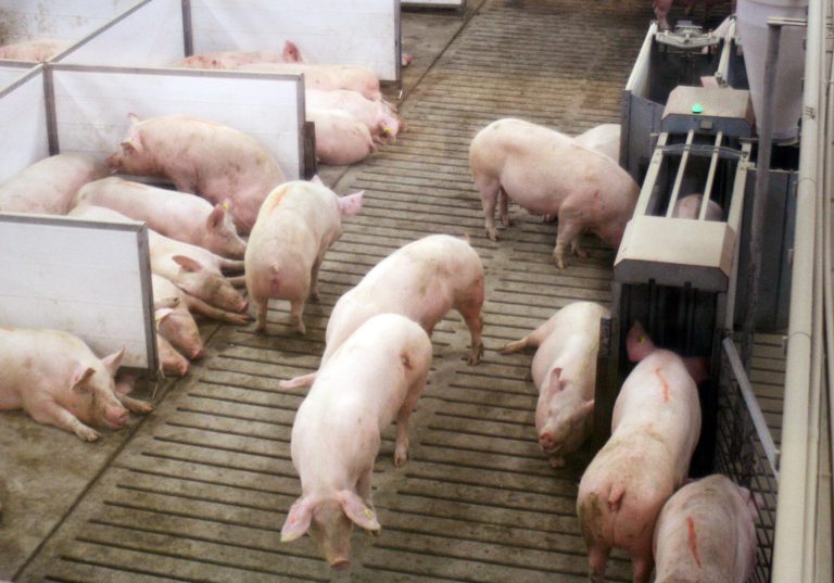 Bigger pig pens create challenges for farmers