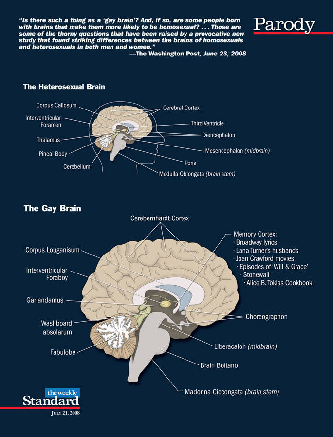 The Gay Brain