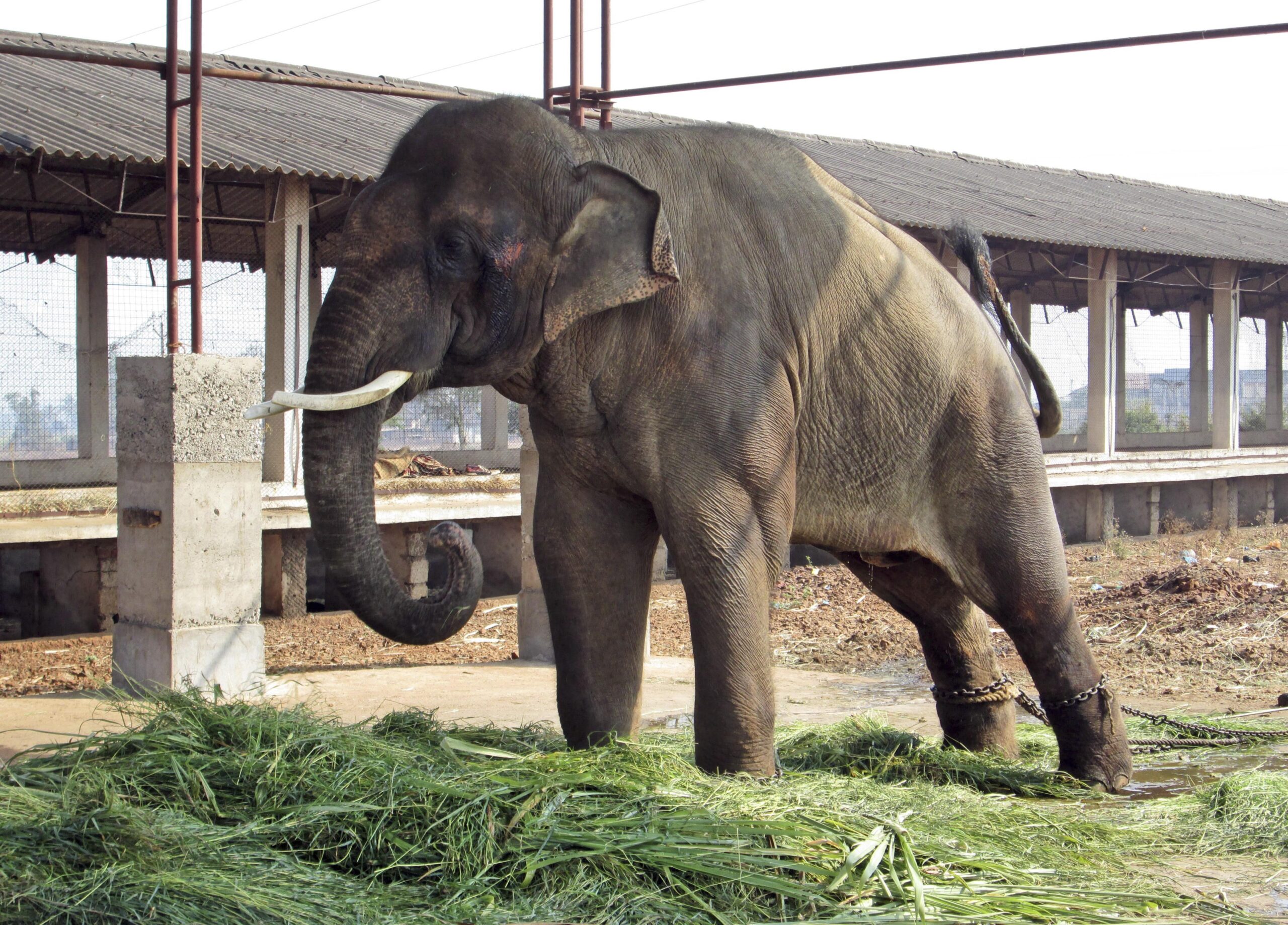 PETA: Indian elephant still being abused