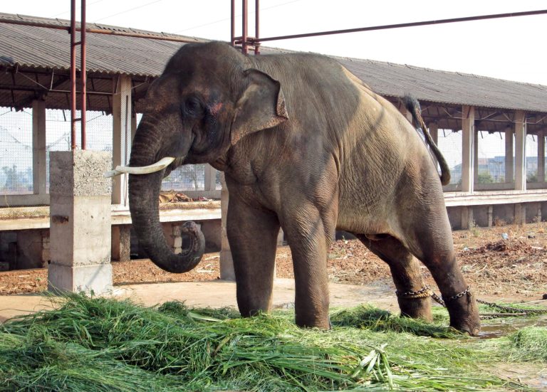 PETA: Indian elephant still being abused