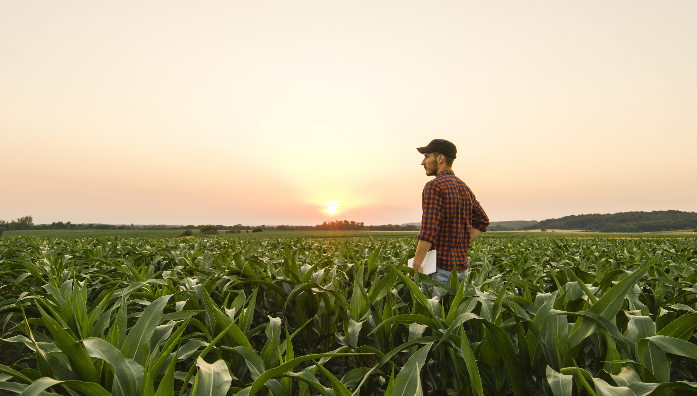 Sustained drought has impacted some of Virginia’s key crops
