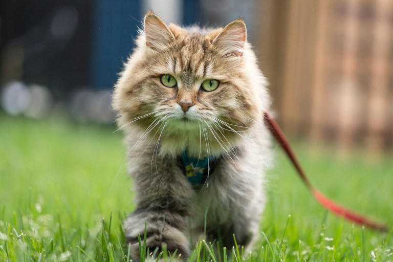 North Carolina town fines owners for cats without a leash