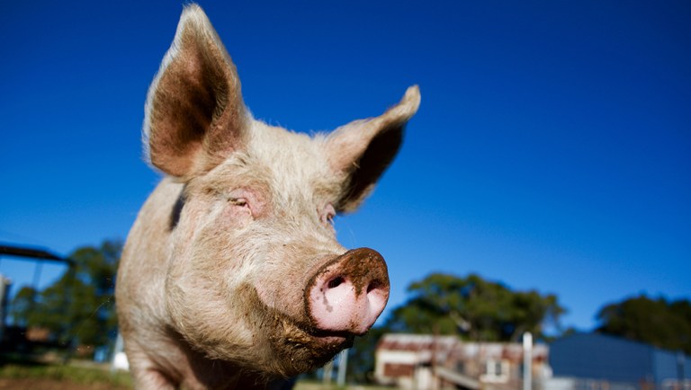 Constitutions are for first principles, not pregnant pigs