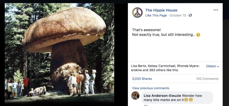 Fact Check: Mushrooms the Size of Trees?