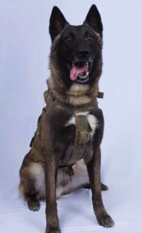 Trump wants to award dog injured in Baghdadi raid a Purple Heart