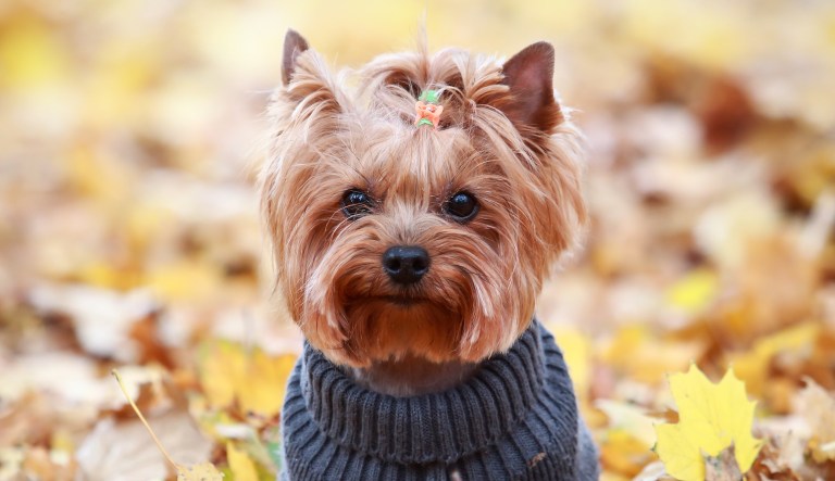 'Painful to watch your dog in pain': Couple accuses FedEx driver of crushing Yorkie with thrown package