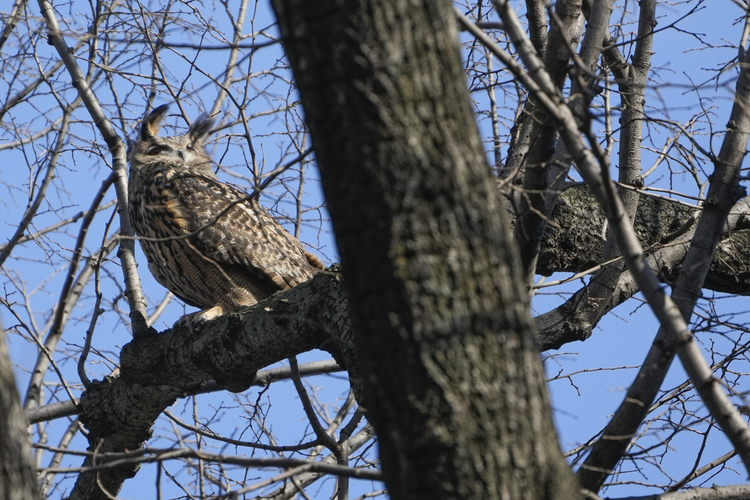 Death of famed Flaco the owl brings zoologists to investigate possible causes