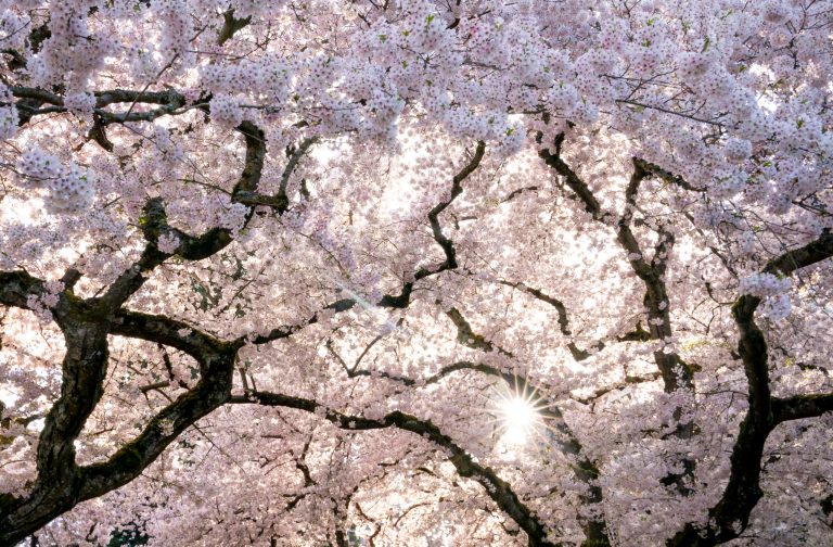 Cherry blossom peak bloom: When will the flowers be picture-perfect in DC
