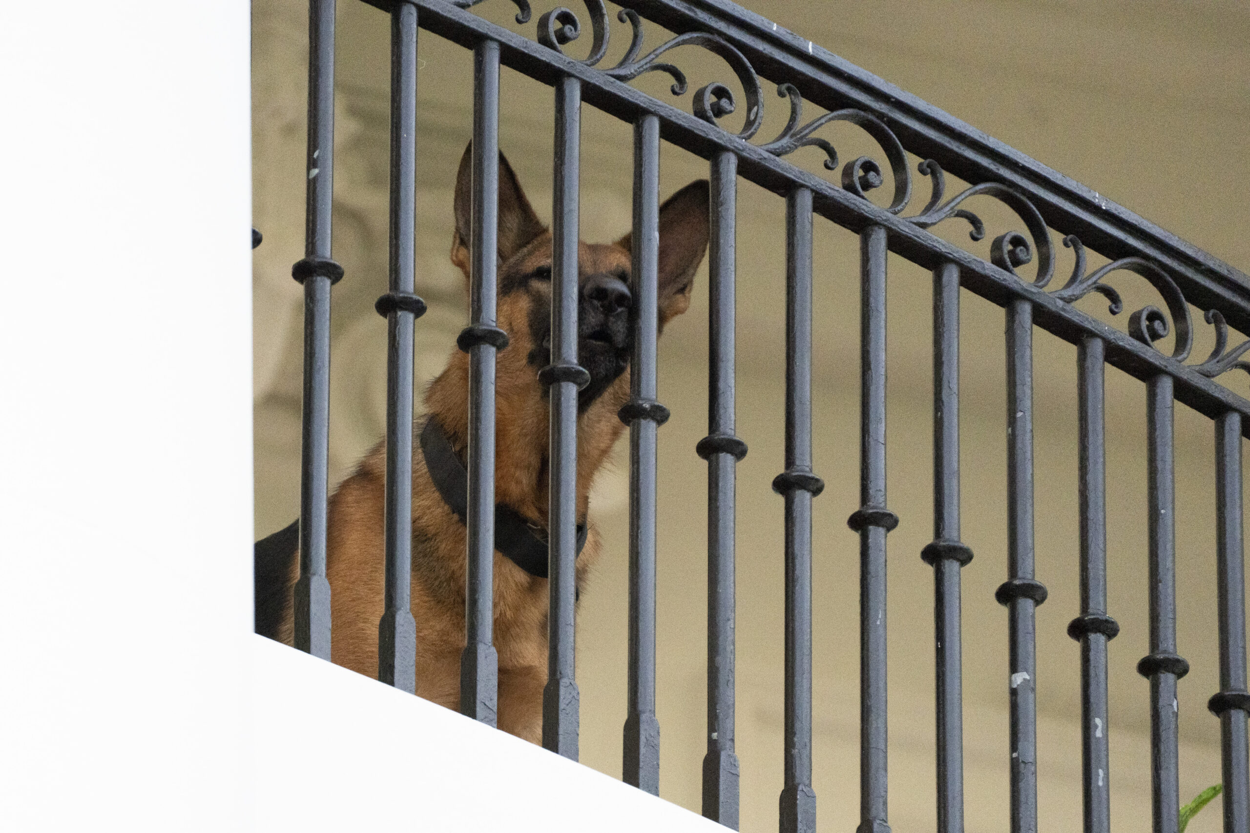 Joe Biden’s dog Commander had at least 24 biting incidents with Secret Service, new documents show