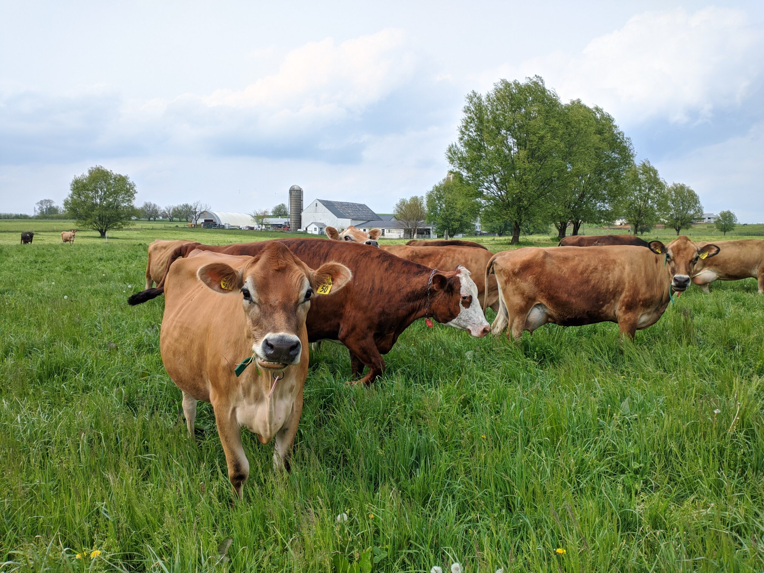 Raid on raw dairy farm ignites debate over freedom of food consumption