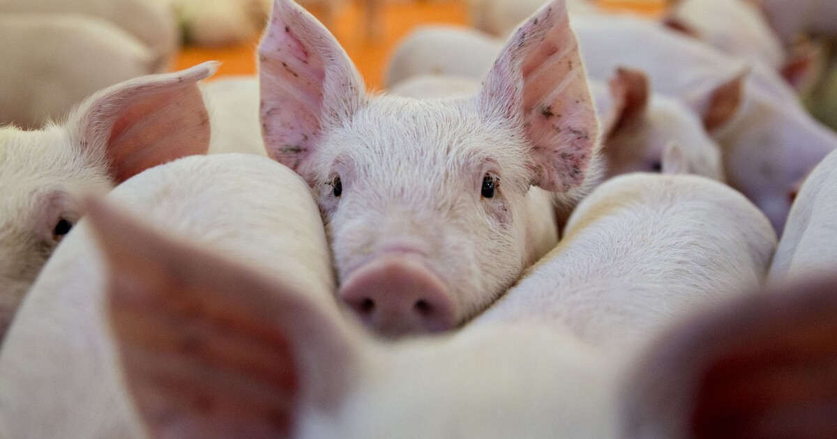 Swine and dine: Congress feasts on taxpayer dollars