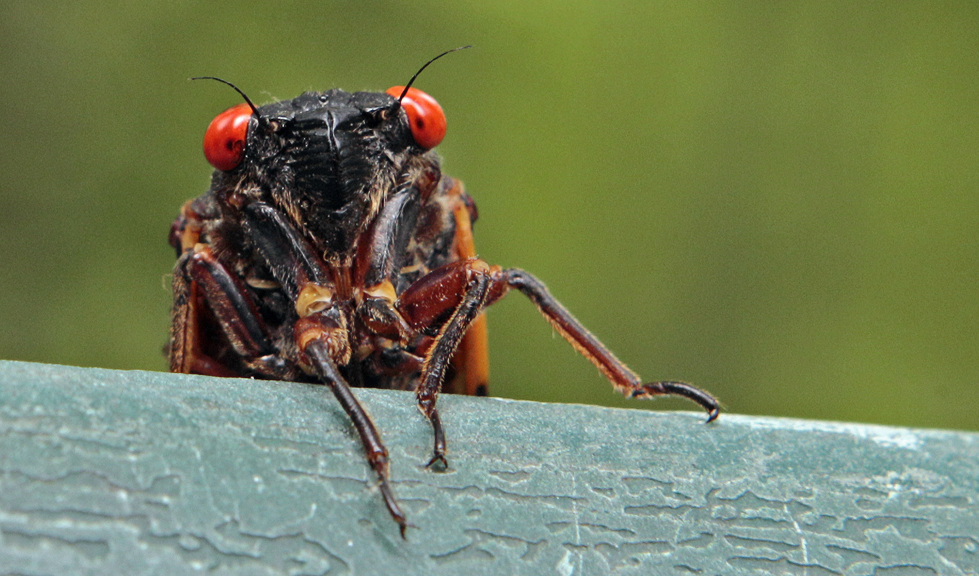 Double trouble: Billions of cicadas are set to emerge this spring from a rare double brood