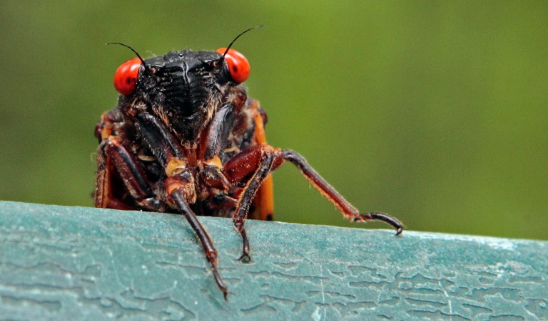 Double trouble: Billions of cicadas are set to emerge this spring from a rare double brood