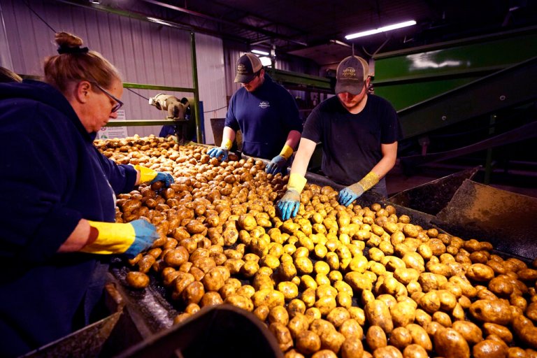 Hashing it out: Bipartisan group of senators say potatoes are vegetables, not grains